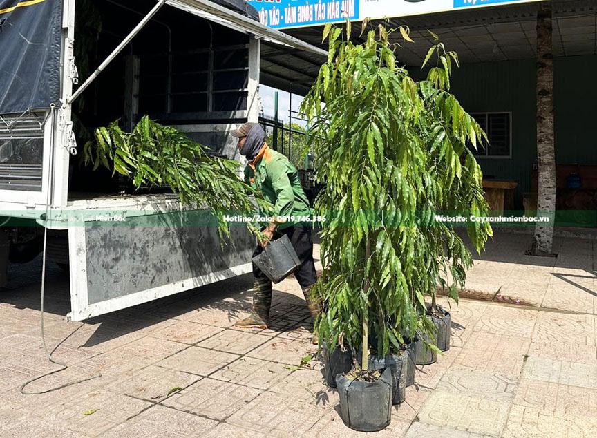 mua bán cây tùng ấn độ